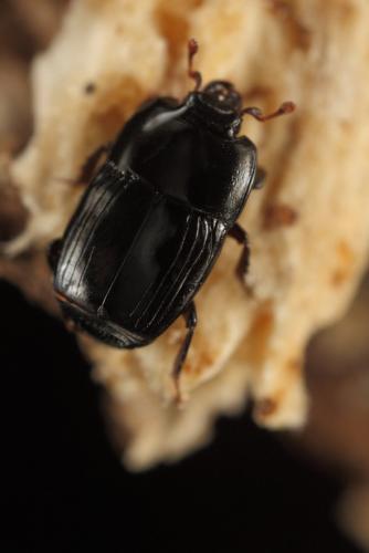 Réf. 190 343 : Platysoma compressum